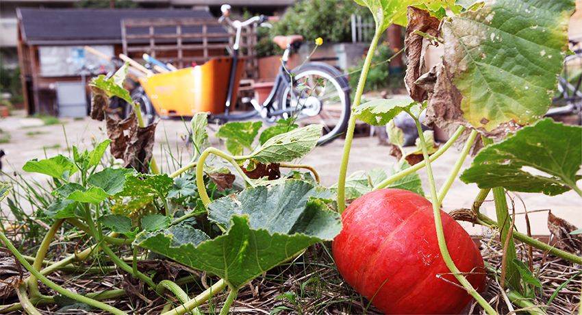 Vélo cargo dans un jardin, avec une citrouille au premier plan
